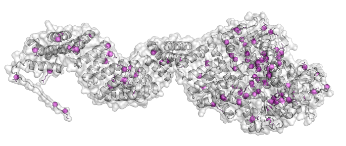 OGT variations on protein structure