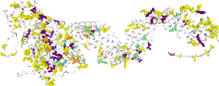 OGT variations on protein structure: